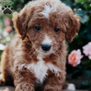 Freida, Goldendoodle Puppy